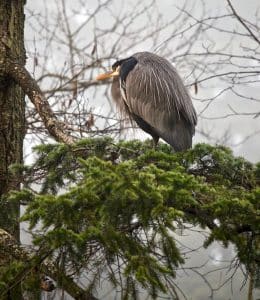 bird nest surveys