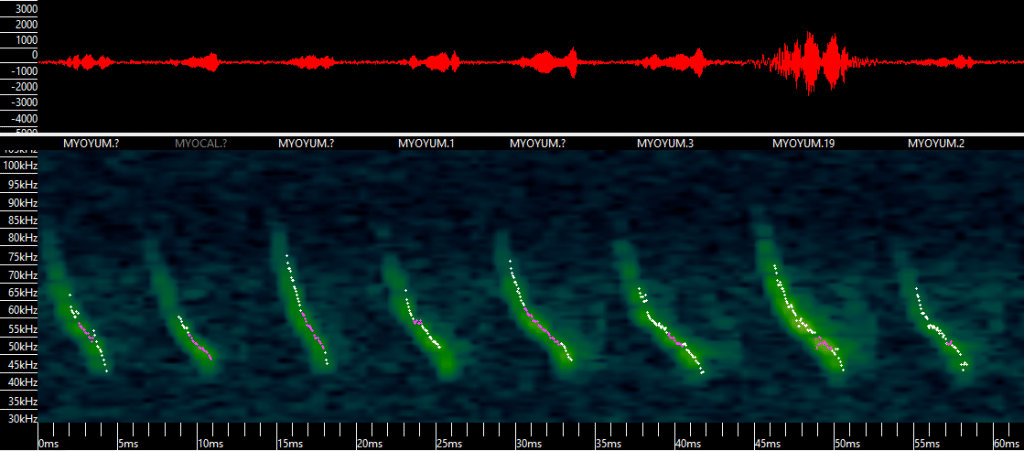 acoustic bat monitoring