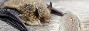 acoustic bat monitoring