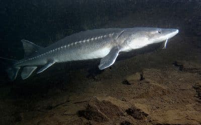 White Sturgeon | An Uncertain Future for the Dinosaur of our Rivers
