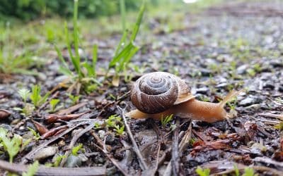 At a Snail’s Pace | Considerations for the Oregon Forestsnail during Development