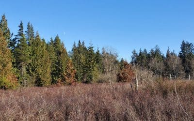 British Columbia Wetlands | A Cause for Celebration