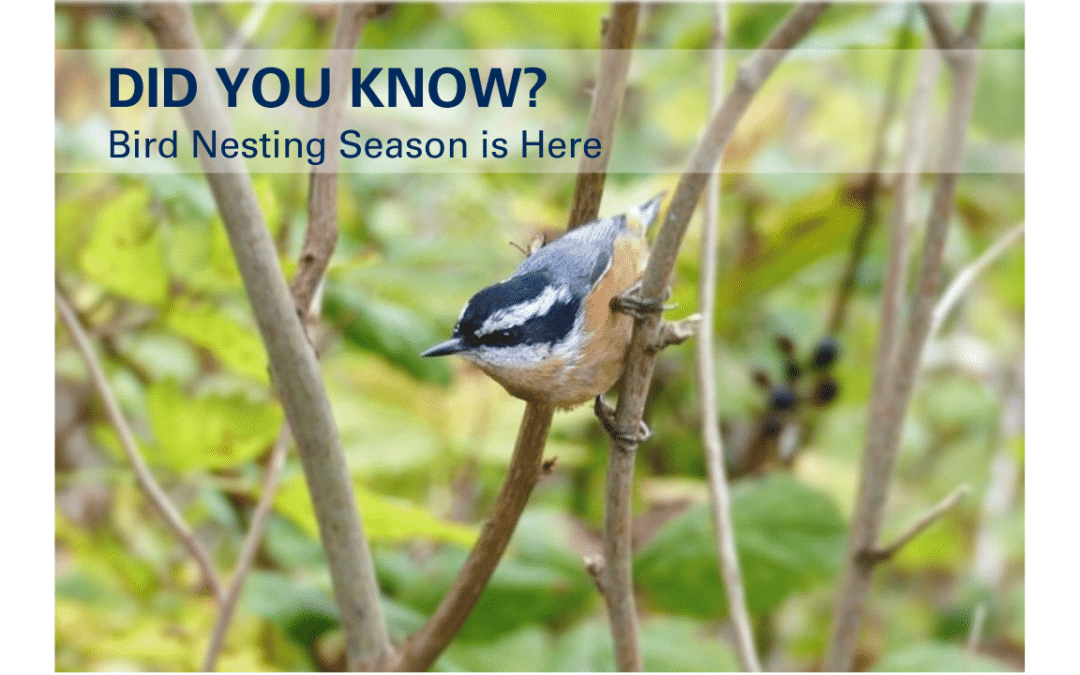 Bird Nesting Season is Here