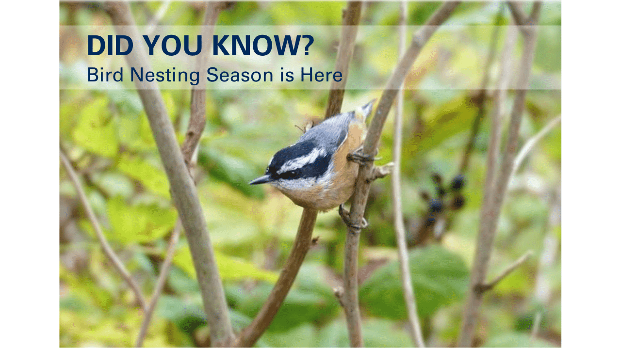 bird-nesting-season-is-here-keystone-environmental