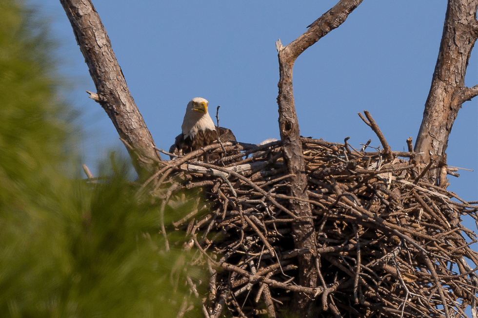 Understanding Biological Regulations: Bird Nesting & Japanese Beetle